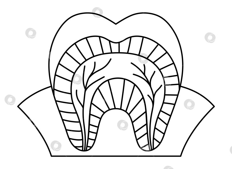 Скачать Плакат с анатомией черно-белых зубов. Схема строения линейных зубов. Иллюстрация контура зубных частей. Шаблон образовательной брошюры стоматологической клиники. Изображение эмали, дентина, десен или раскраска фотосток Ozero