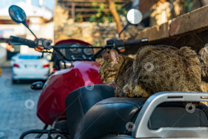 Скачать бездомный кот дремлет на седле припаркованного мотоцикла фотосток Ozero