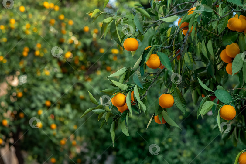 Скачать спелые апельсины на ветке в фруктовом саду на размытом фоне фотосток Ozero