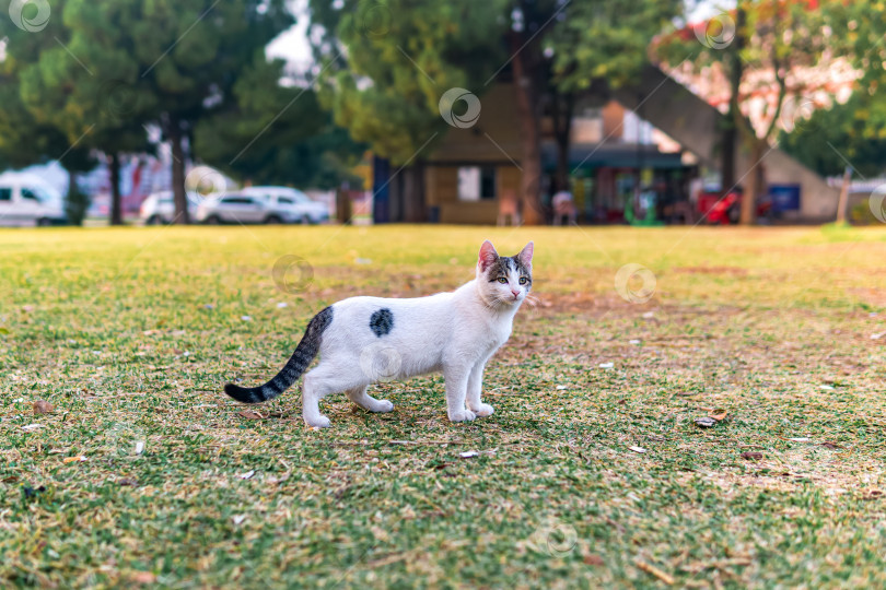 Скачать бездомный кот на лужайке в парке фотосток Ozero
