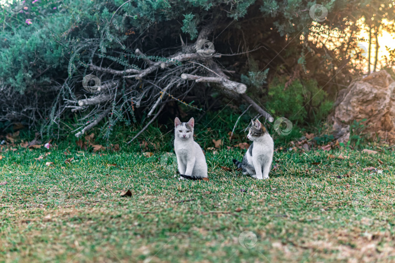 Скачать два бездомных котенка возле его убежища в кустах в парке фотосток Ozero