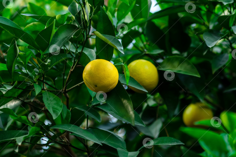 Скачать созревающие цитрусовые плоды на ветке среди листвы фотосток Ozero