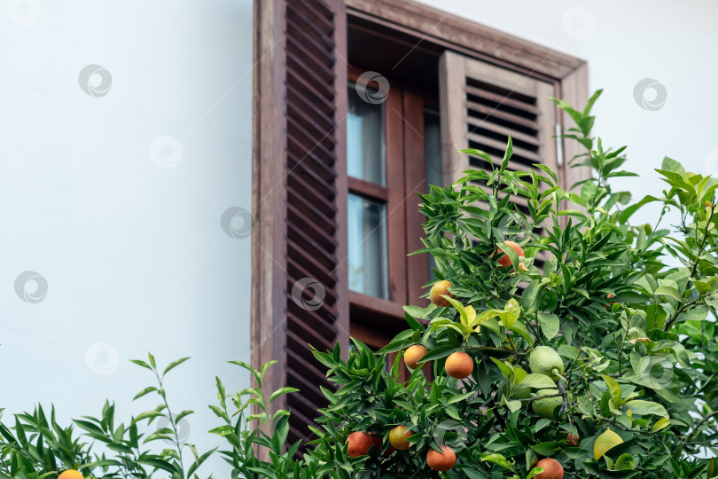 Скачать спелые апельсины на ветке на фоне размытого сельского дома фотосток Ozero