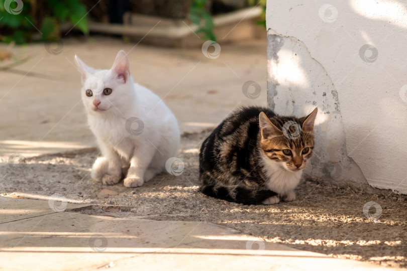 Скачать два котенка сидят на дорожке в саду у стены фотосток Ozero