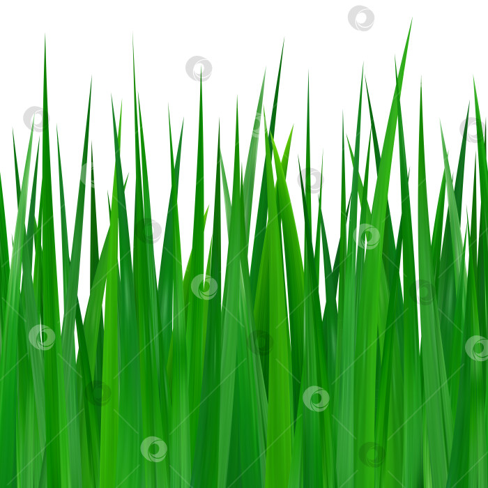 Скачать Бесшовная зеленая трава на белом фоне фотосток Ozero