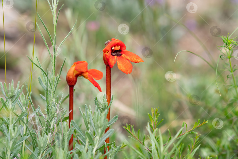 Скачать красивые красные цветы фелипеи с маленьким прыгающим паучком на лепестке на фоне размытого весеннего пейзажа фотосток Ozero