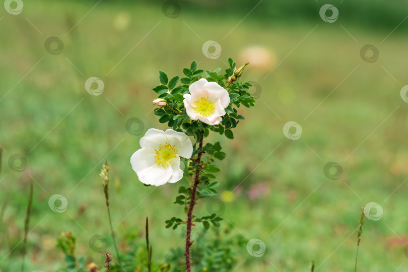 Скачать натуральные белые цветы шиповника на размытом фоне фотосток Ozero