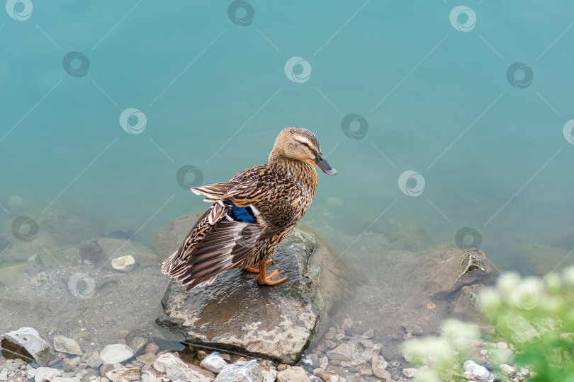 Скачать утка-кряква, сушится на камне у берега фотосток Ozero