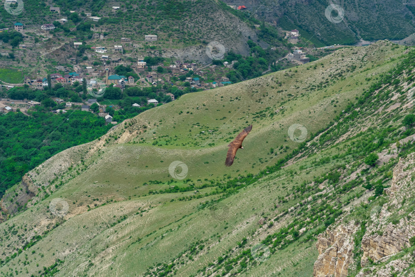 Скачать черный гриф парит над горной местностью в Дагестане фотосток Ozero