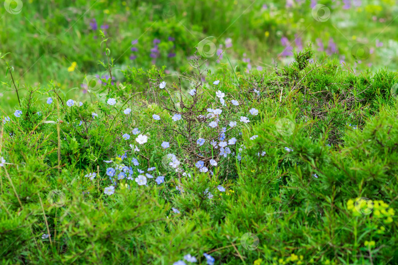 Скачать естественный фон - весенние альпийские луговые заросли с голубыми цветами многолетнего льна фотосток Ozero