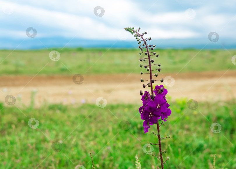 Скачать красивый фиолетовый цветок коровяка на фоне размытого весеннего пейзажа фотосток Ozero