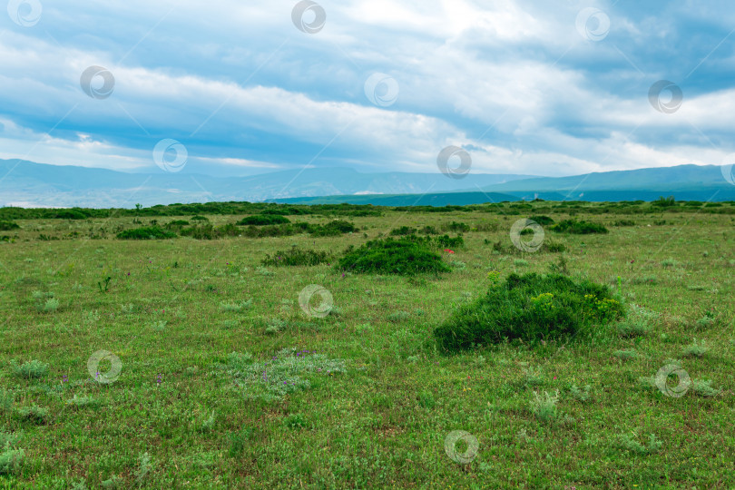 Скачать частично размытый пейзаж с весенним горным кустарником фотосток Ozero