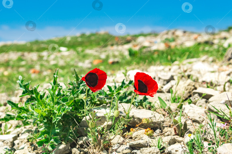 Скачать красные цветы дикого мака среди камней в высокогорье фотосток Ozero