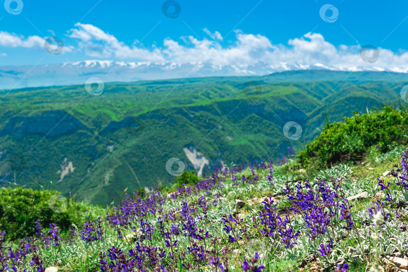 Скачать весенний горный пейзаж с цветущим альпийским лугом фотосток Ozero