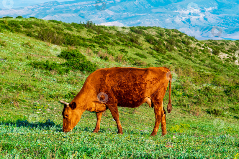 Скачать рыжая корова пасется на горном лугу фотосток Ozero