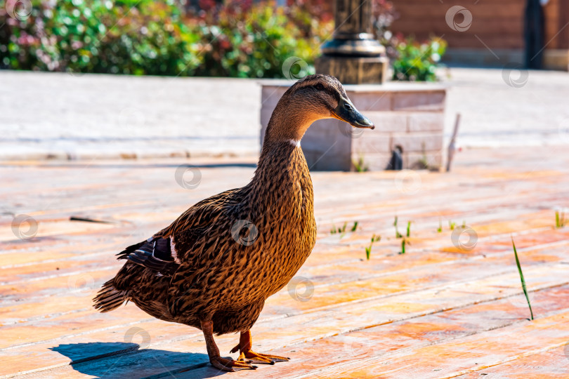 Скачать дружелюбная утка-кряква крупным планом в парке фотосток Ozero