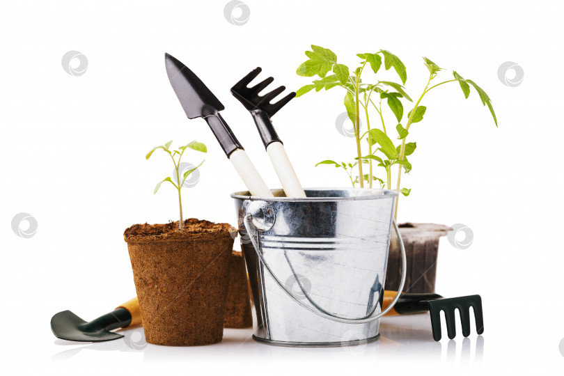 Скачать Различные садовые инструменты с рассадой томатов и перца, выделенной на белом фоне фотосток Ozero