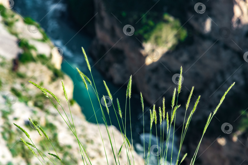 Скачать тонкие колоски дикой травы на фоне размытого горного каньона с бурлящим потоком фотосток Ozero