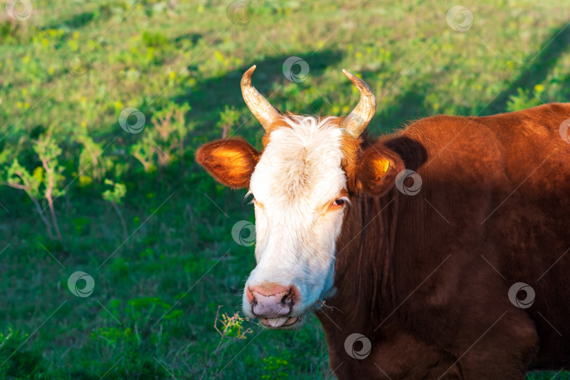 Скачать портрет жующей пасущейся коровы с выразительным взглядом фотосток Ozero