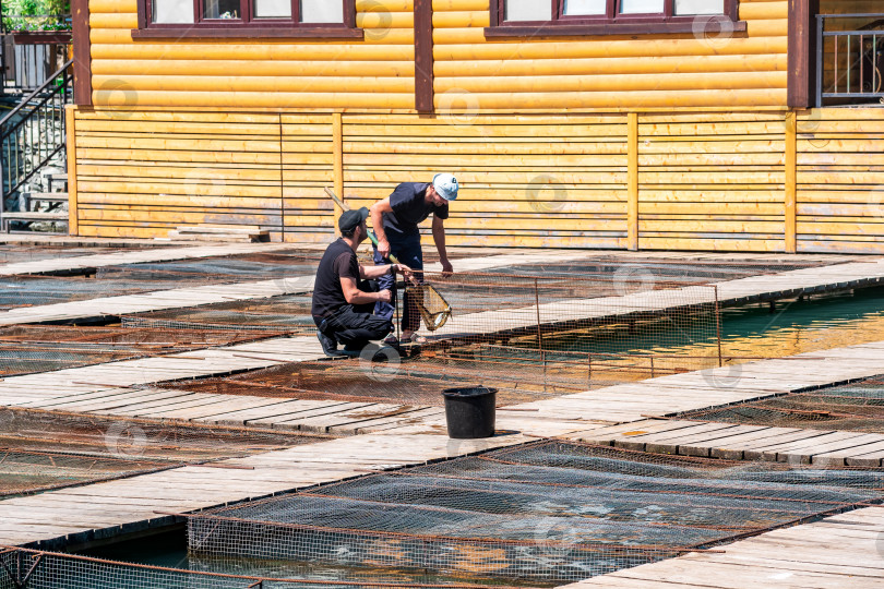 Скачать работники рыбной фермы обслуживают объекты аквакультуры фотосток Ozero