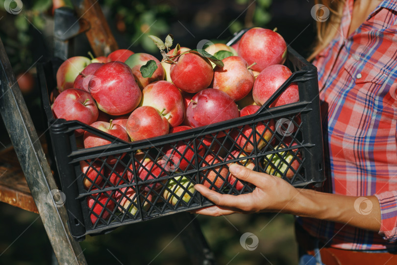 Скачать Сбор урожая: коробка, полная спелых яблок, в руках фермера, крупный план фотосток Ozero