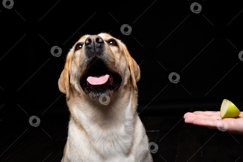 Скачать Портрет собаки породы лабрадор-ретривер с кусочком яблока на носу. фотосток Ozero