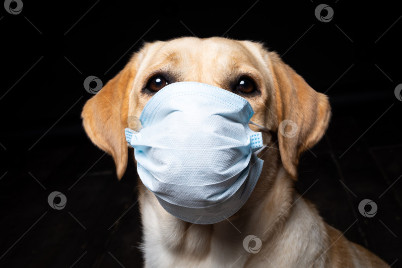 Скачать Крупный план собаки породы лабрадор-ретривер в медицинской маске для лица. фотосток Ozero