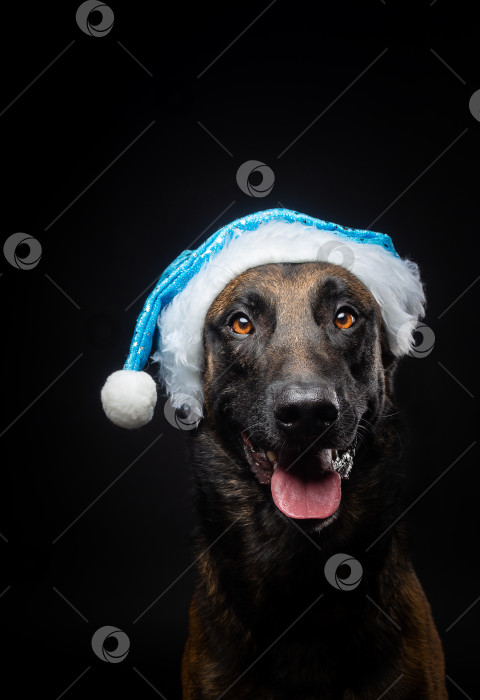 Скачать Портрет овчарки в шляпе Санта-Клауса, выделенный на черном фоне. фотосток Ozero