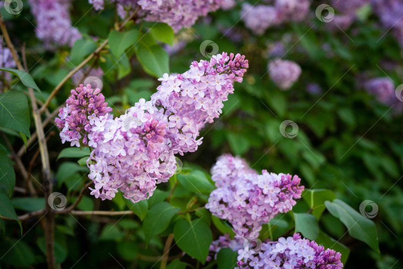Скачать Сиреневый букет весенних цветов на фиолетовом фоне художественного оформления. фотосток Ozero