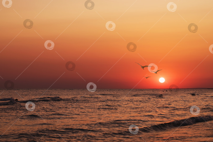 Скачать Вечернее спокойное море с прекрасным закатом фотосток Ozero
