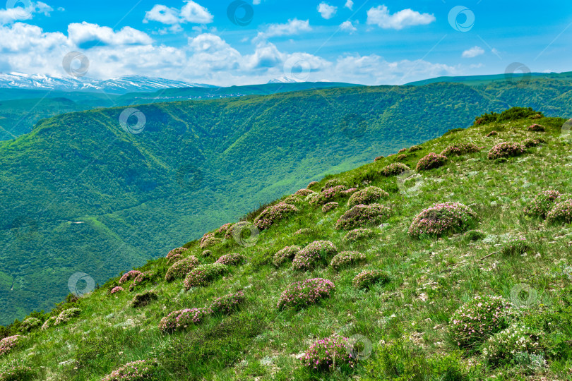 Скачать весенний горный пейзаж с цветущими мохнатыми кустарниками кампиона на переднем плане и размытой голубой рекой в долине на заднем плане фотосток Ozero
