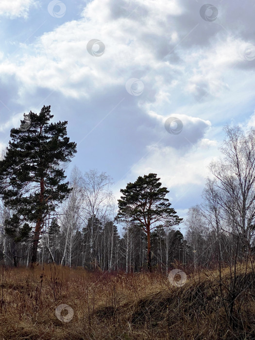 Скачать Пейзаж с сосновым лесом и пасмурным небом. Ранняя весна. Россия. фотосток Ozero