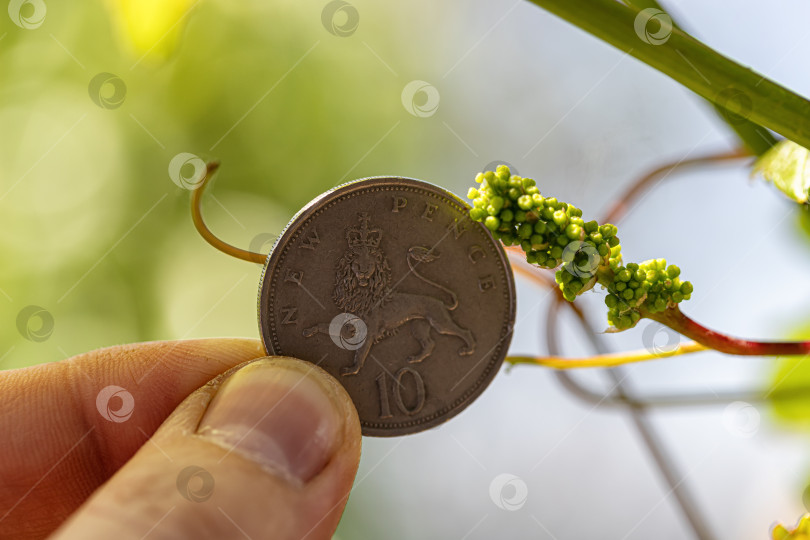 Скачать Очень маленькая виноградная кисть на фоне монеты достоинством в 10 британских пенсов фотосток Ozero