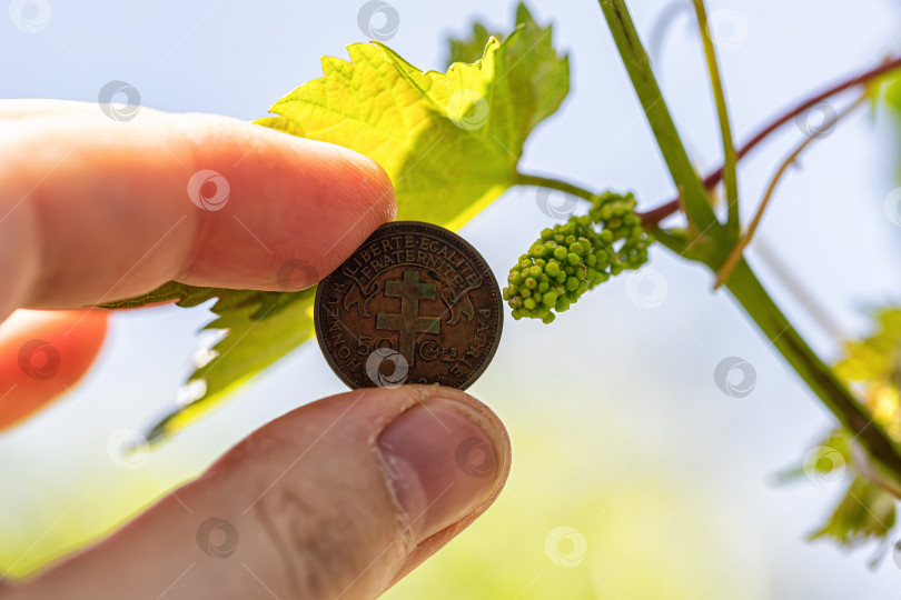 Скачать Очень маленькая виноградная кисть на фоне 50-сантимовой монеты французской Экваториальной Африки фотосток Ozero