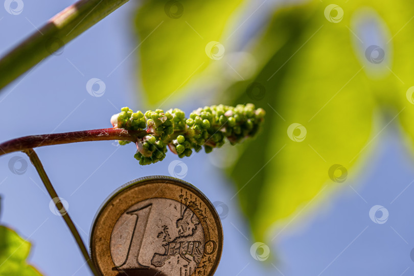 Скачать Очень маленькая виноградная кисть на фоне монеты достоинством в 1 евро фотосток Ozero