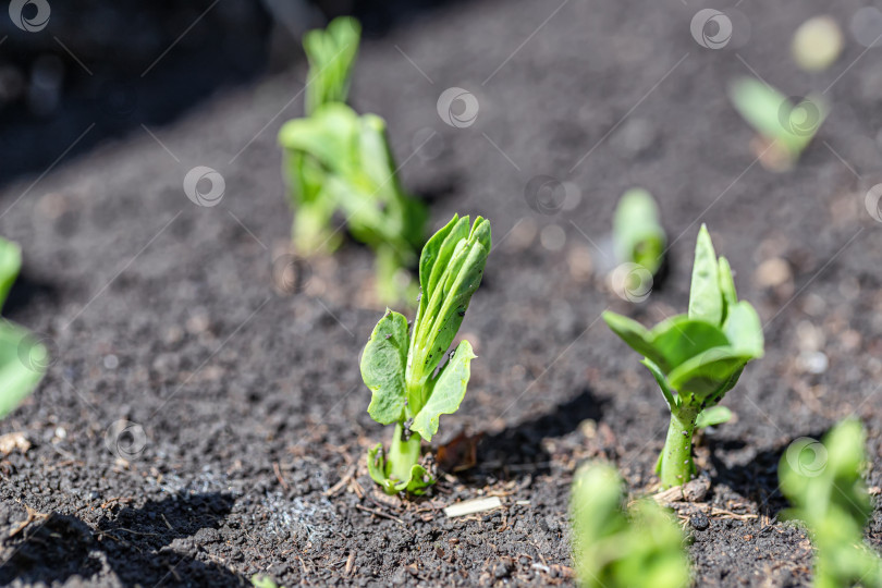 Скачать Маленькие ростки зеленого горошка поднимаются из земли фотосток Ozero