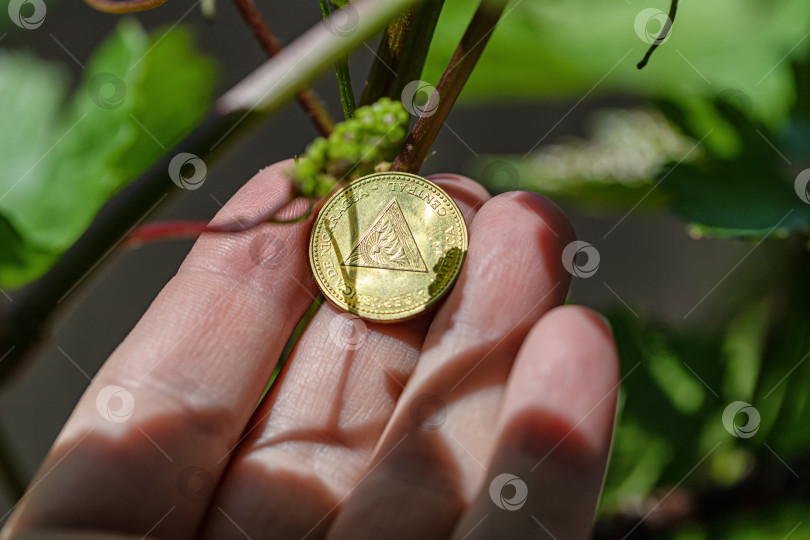 Скачать Очень маленькая виноградная кисть на фоне монеты из Никарагуа фотосток Ozero