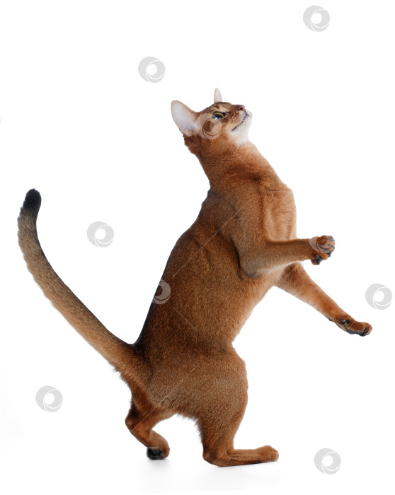 Скачать Абиссинская кошка на задних лапах. фотосток Ozero