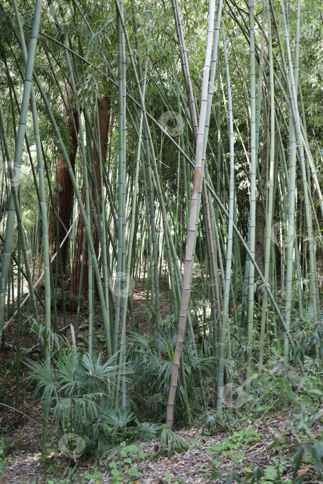 Скачать Заросли бамбука. фотосток Ozero