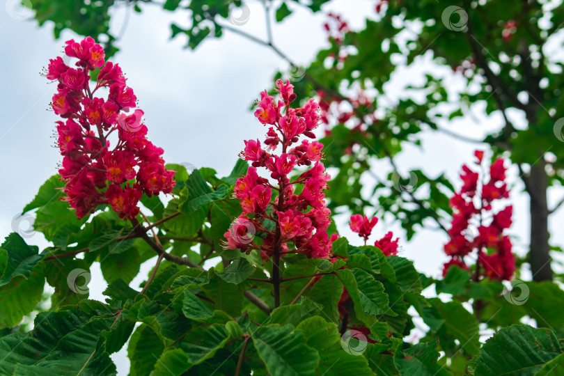 Скачать ярко-красные соцветия красного конского каштана на ветвях дерева крупным планом фотосток Ozero