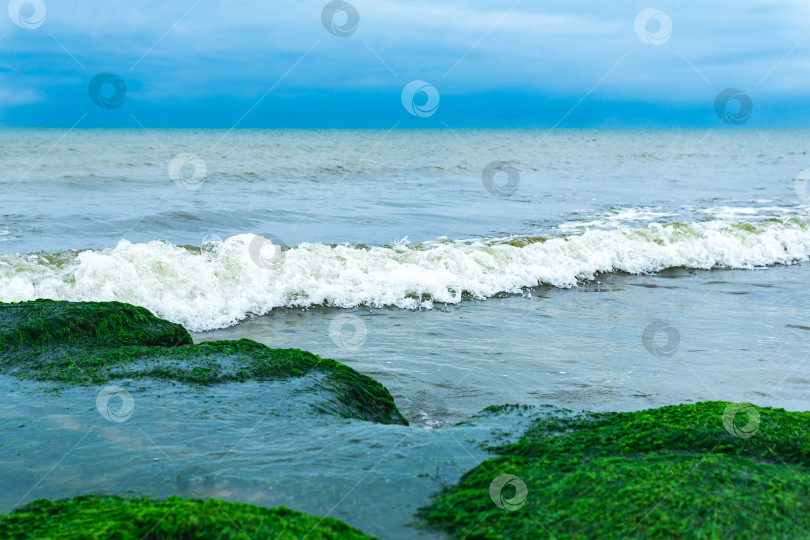 Скачать морской пейзаж, побережье Каспийского моря с покрытыми водорослями прибрежными камнями фотосток Ozero