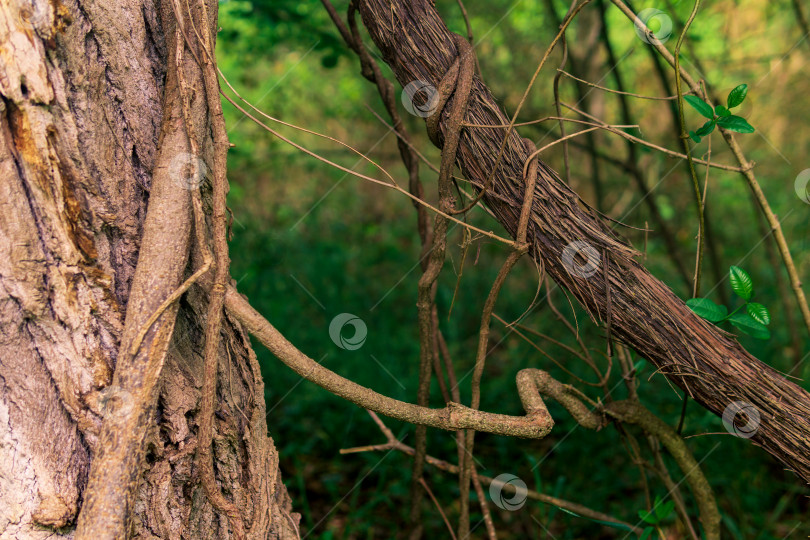 Скачать стебли вьющихся и стелющихся растений в субтропическом лесу крупным планом фотосток Ozero