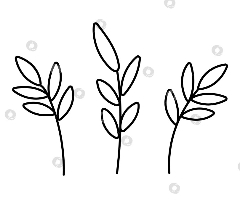 Скачать Векторные черно-белые листья. Набросайте рисунок из веточек. Забавная иллюстрация растения или раскраска, выделенная на белом фоне фотосток Ozero