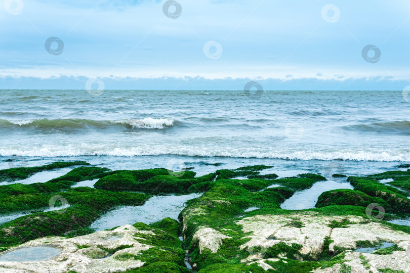Скачать морской пейзаж, побережье Каспийского моря с покрытыми водорослями прибрежными камнями фотосток Ozero