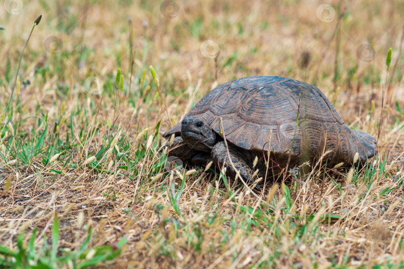 Скачать греческая черепаха среди сухой травы на открытом воздухе фотосток Ozero