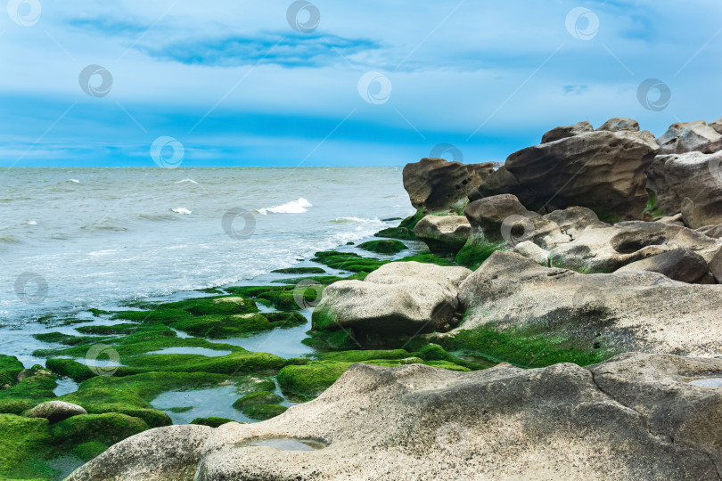 Скачать морской пейзаж, берег Каспийского моря с покрытыми водорослями прибрежными камнями фотосток Ozero