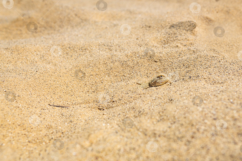 Скачать жабоголовая ящерица агама быстро зарылась в песок, вибрируя всем телом фотосток Ozero