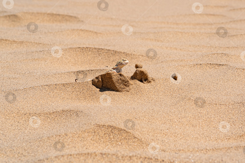 Скачать пустынная ящерица жабоголовая агама выглядывает из-за дюны среди песка фотосток Ozero