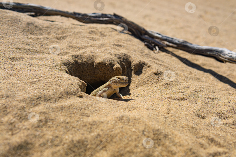 Скачать портрет пустынной ящерицы с головой жабы agama Phrynocephalus mystaceus возле своей норы фотосток Ozero