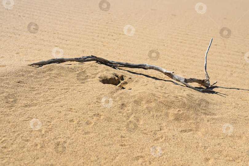 Скачать жабоголовая ящерица агама в своей норе в песке пустыни фотосток Ozero